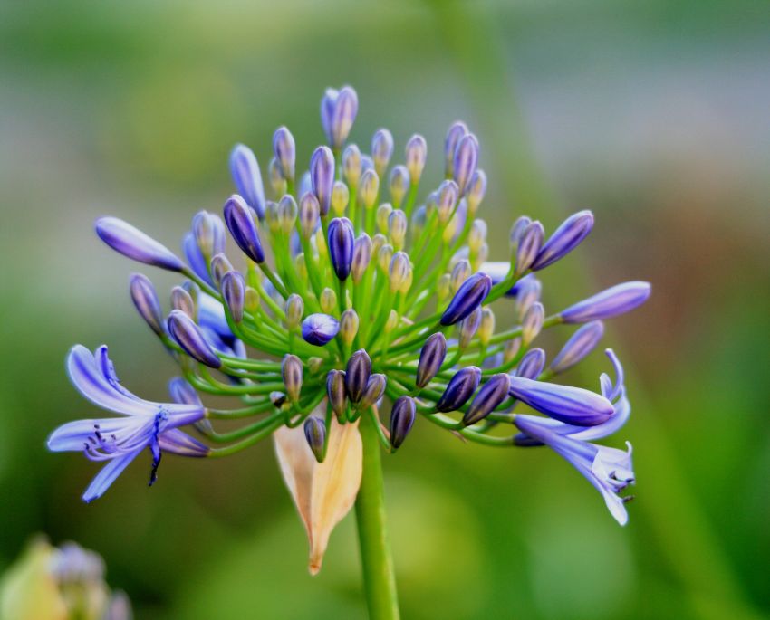 Schmucklilie Agapanthus africanus blau