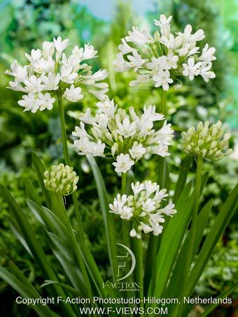 Agapanthus 'Polar Ice' - Schmucklilie, Liebesblume