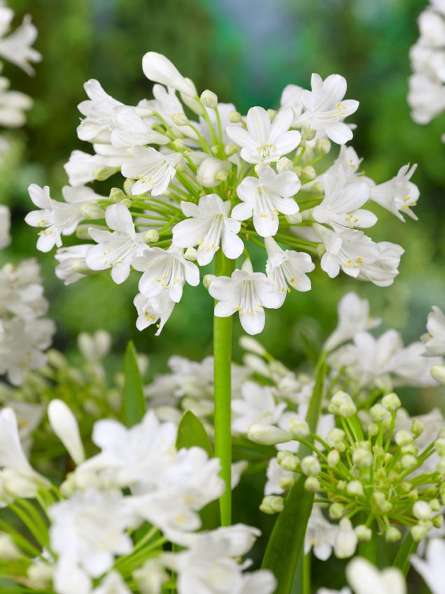 Schmucklilie Agapanthus polar ice