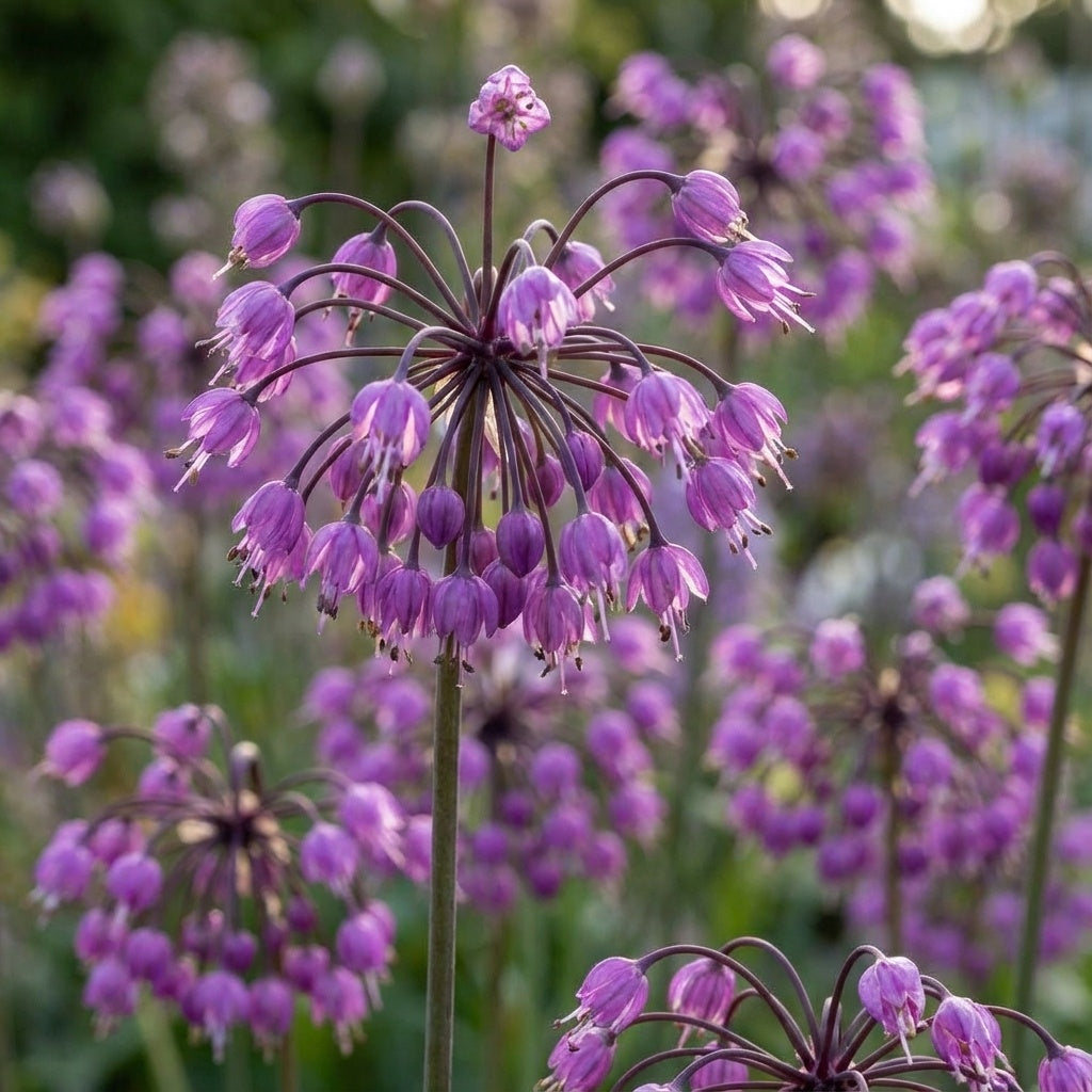 Allium 'Cernuum' - Zierlauch