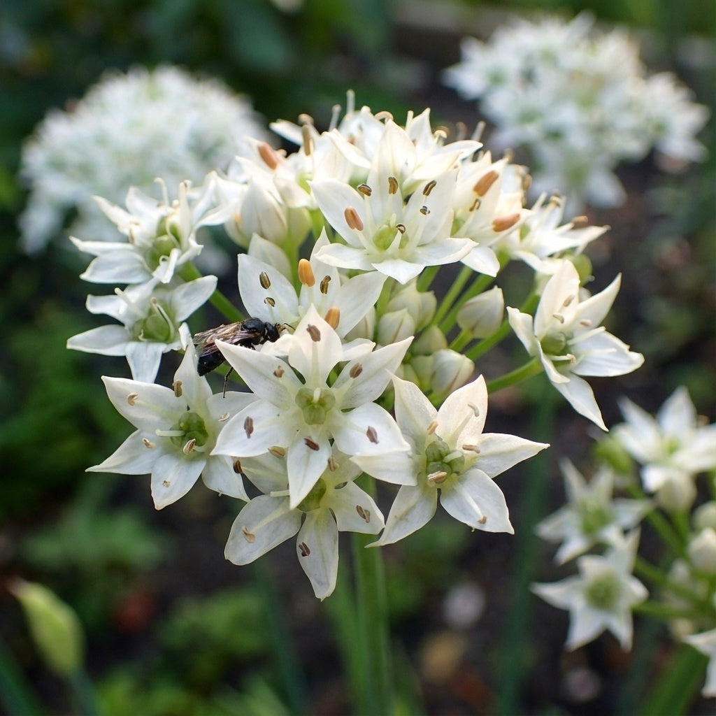 Allium 'Tuberosum' - Lauch, Zierlauch