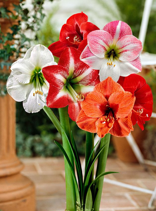 Hippeastrum Mischung