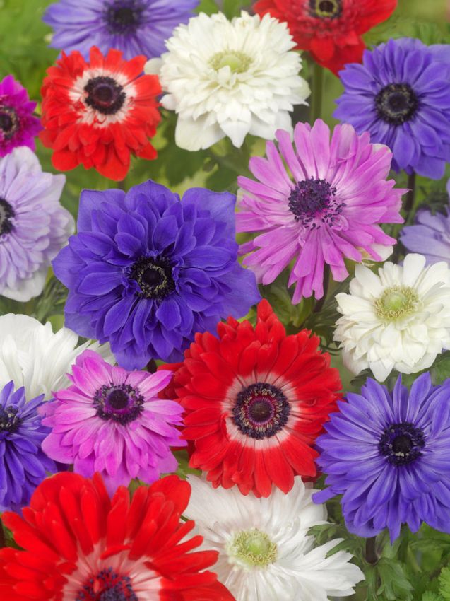 Anemone St. brigid mischung coronaria
