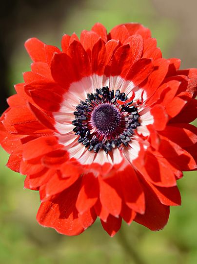 Anemone The governor st. brigid