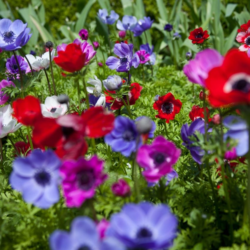 Anemone 'De Caen Mischung Coronaria' - 100 Stück