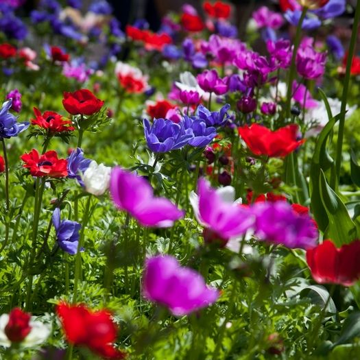 Anemone 'De Caen Mischung Coronaria' - 100 Stück