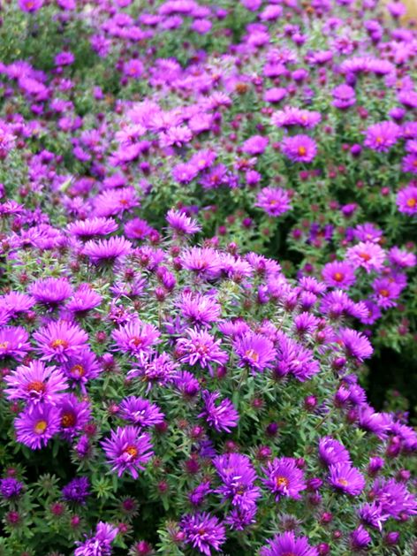 Aster 'Novi-Angliae Purple Dome' - Aster