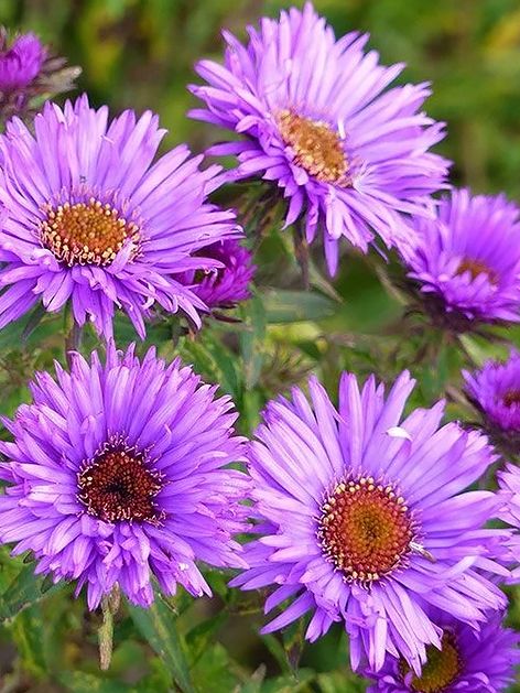 Astern Aster novi-angliae purple dome