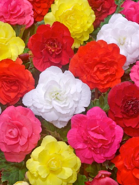 Begonien Camelia mixed