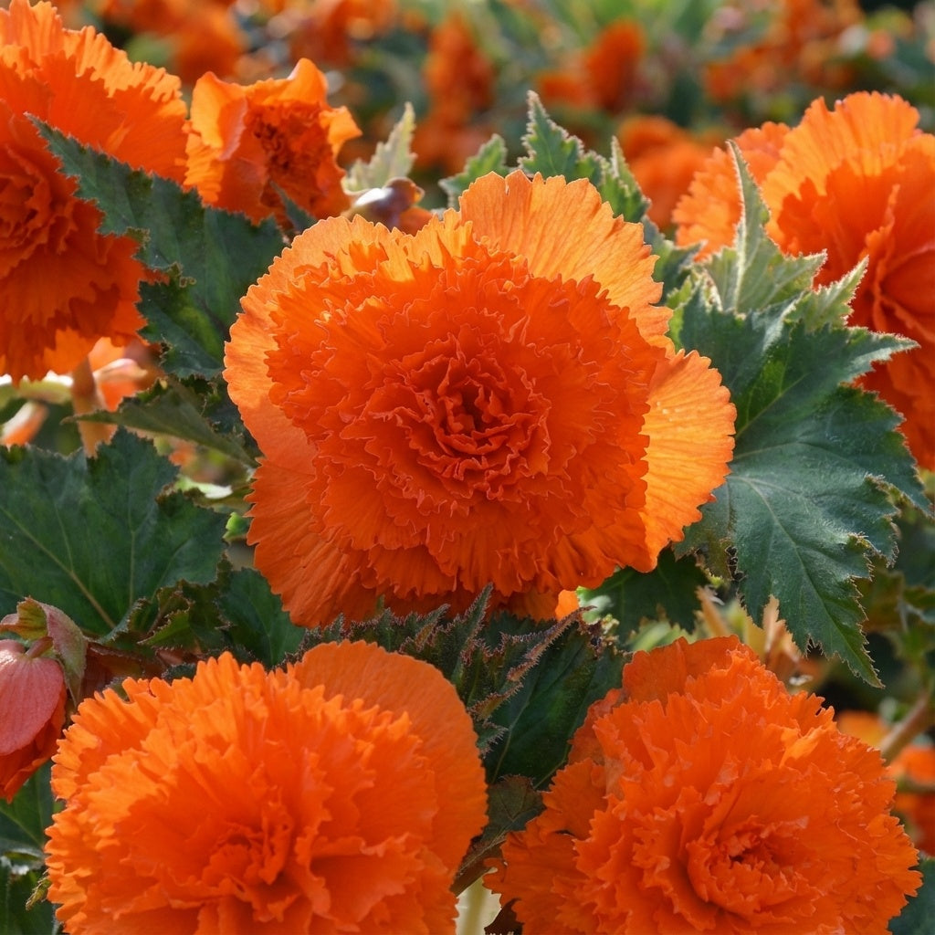 Begonia 'Fimbriata Orange' - Begonie, Schiefblatt