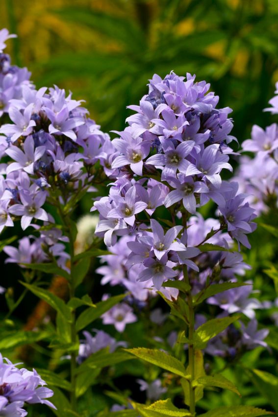 Campanula 'Prichards Variety Lactiflora' - Glockenblume