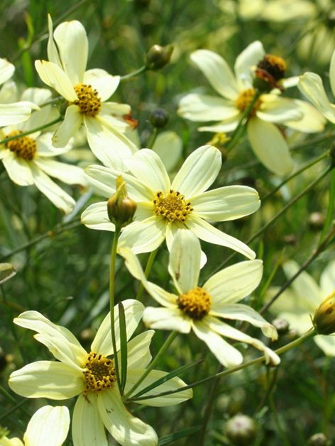 Stauden Coreopsis moonbeam verticillata