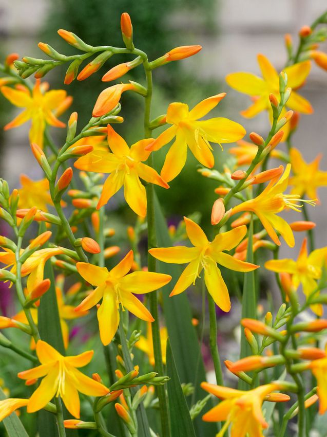 Montbretie Crocosmia george davidson
