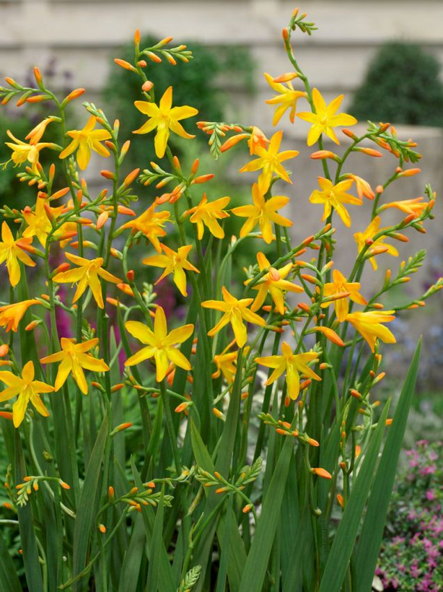 Crocosmia 'George Davidson' - Montbretie