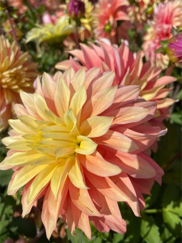 Dahlien Blushing lady