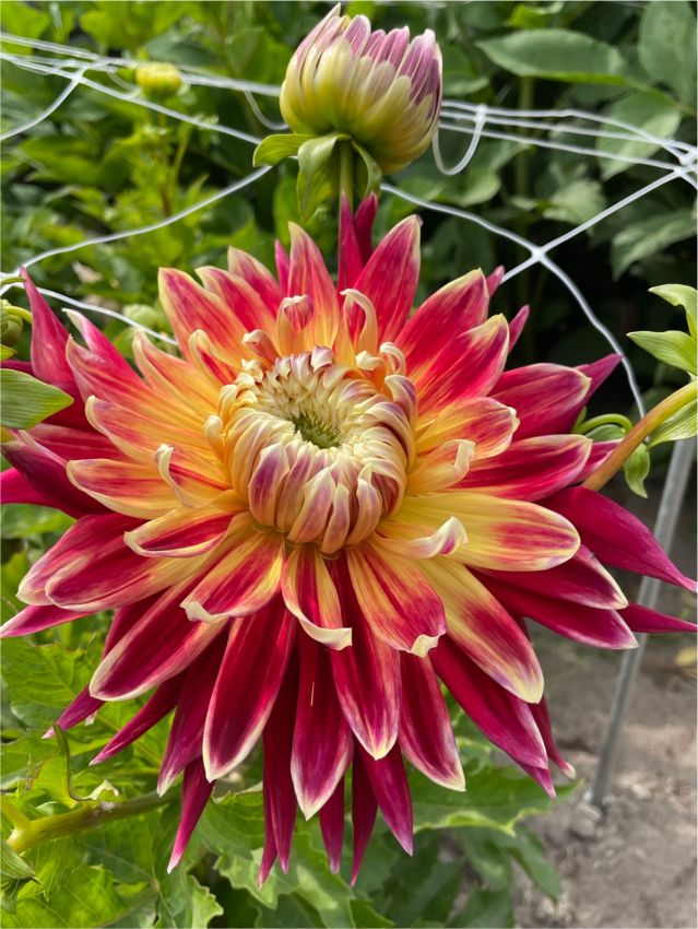 Dahlia 'Cambridge' - Dahlie
