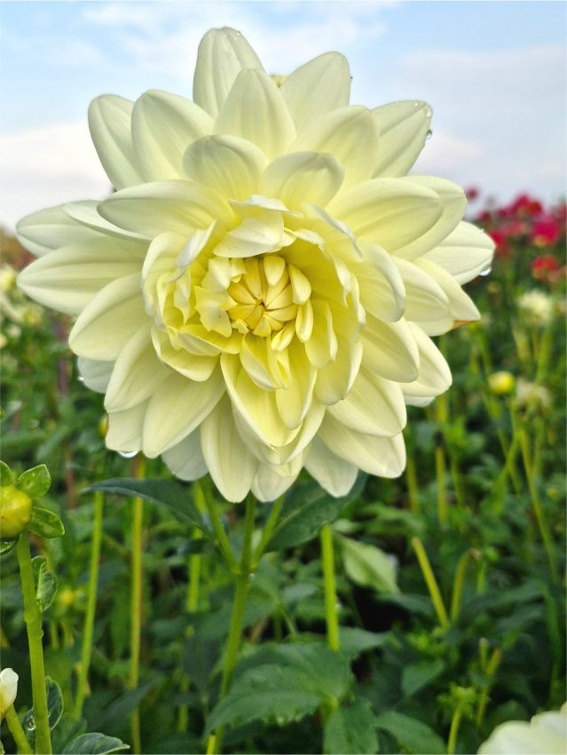 Dahlien Cameo