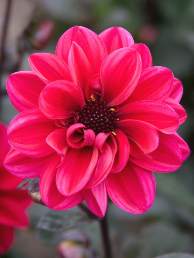 Dahlien Chic en rouge