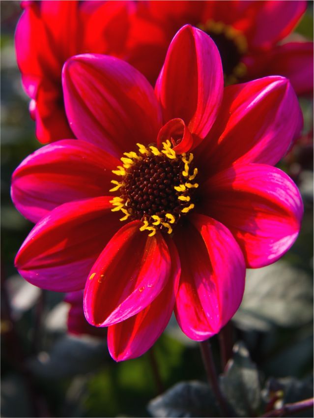 Dahlia 'Chic En Rouge' - Dahlie - LumiBlumi