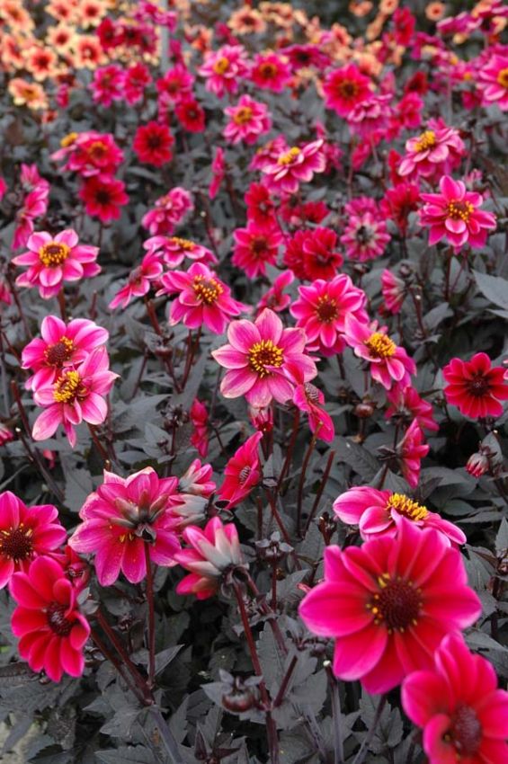 Dahlien Dracula