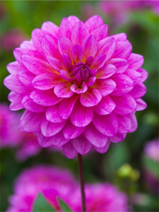 Dahlia 'Dutch Silence' - Dahlie