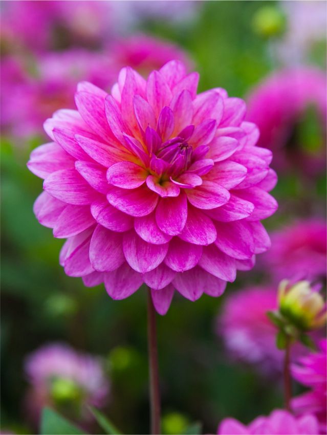 Dahlien Dutch silence
