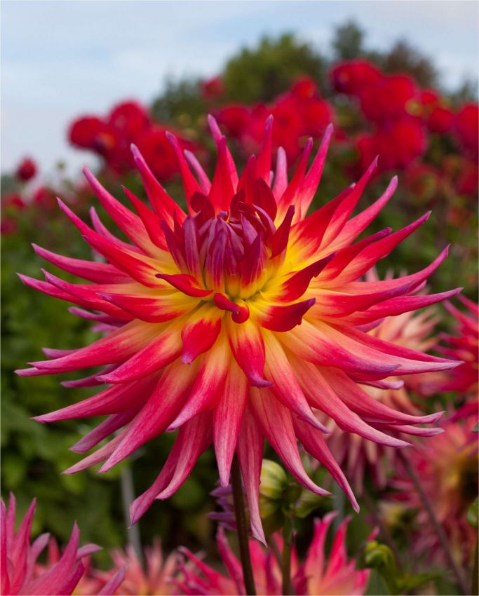 Dahlien Electric flash