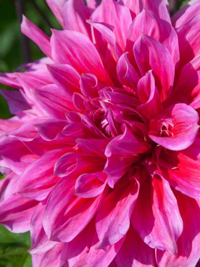 Dahlien Emory paul