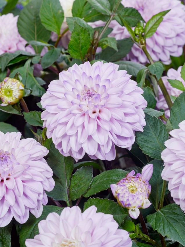 Dahlien Espacio