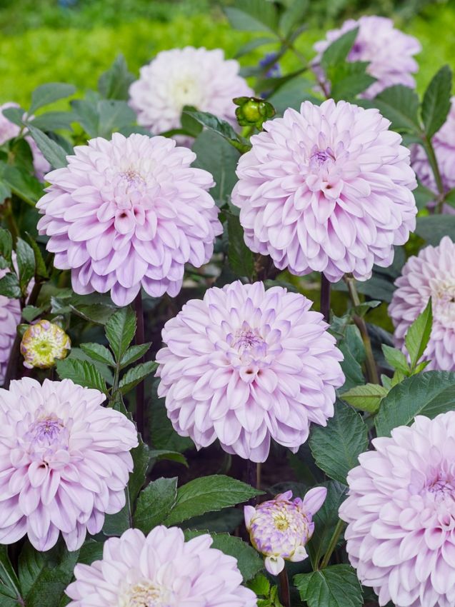 Dahlia 'Espacio' - Dahlie