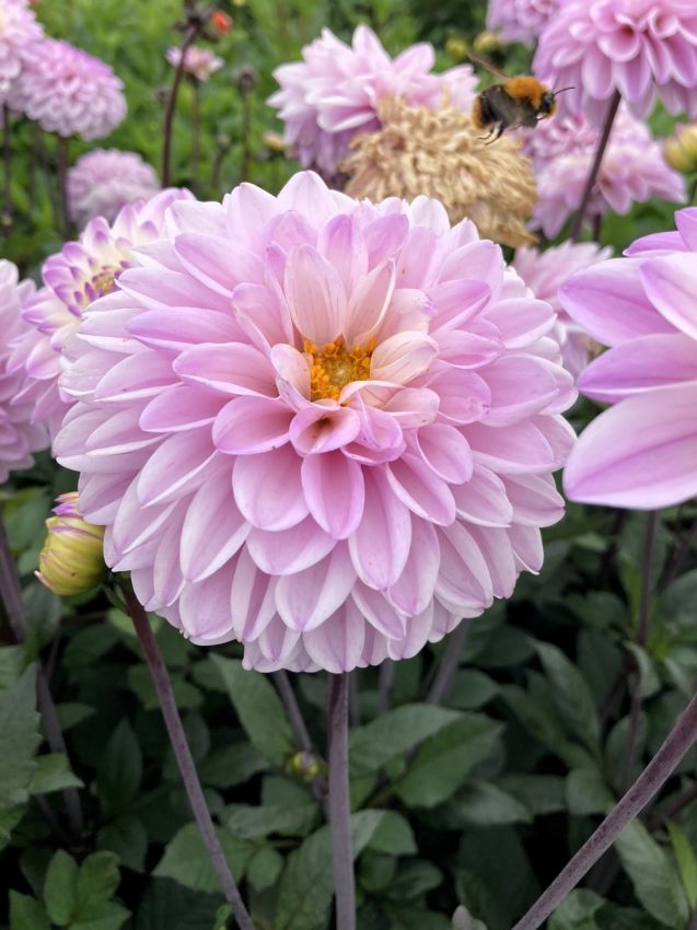 Dahlia 'Espacio' - Dahlie
