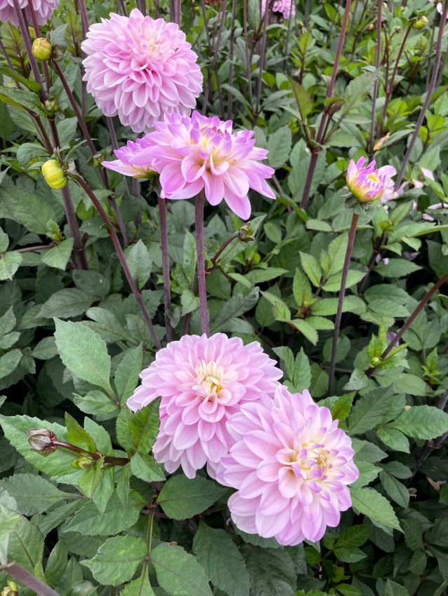 Dahlia 'Espacio' - Dahlie