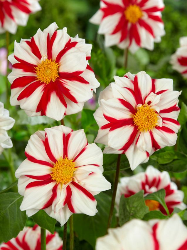Dahlia 'Fire & Ice' - Dahlie - LumiBlumi