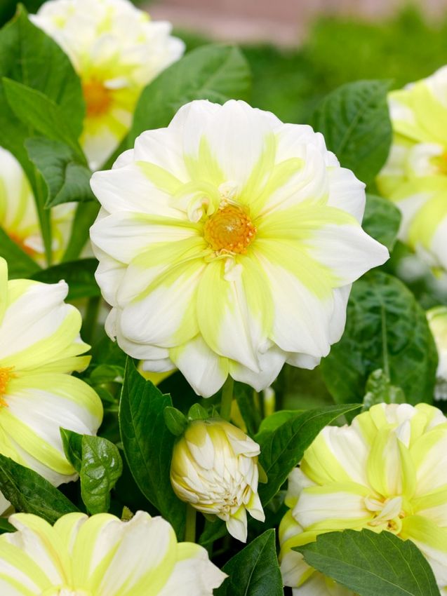 Dahlien Fire & ice lemon