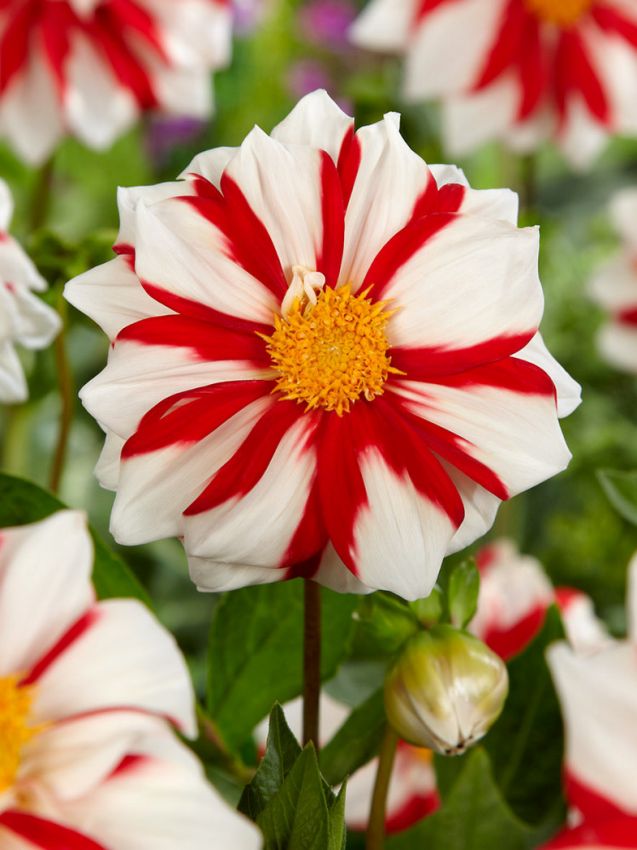 Dahlien Fire & ice