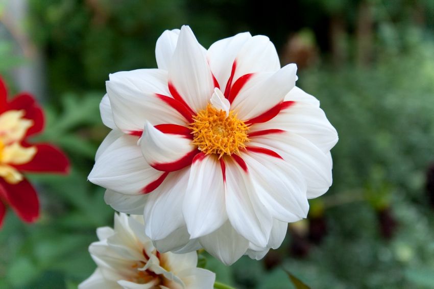 Dahlia 'Fire & Ice' - Dahlie - LumiBlumi