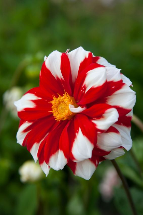 Dahlia 'Fire & Ice' - Dahlie - LumiBlumi