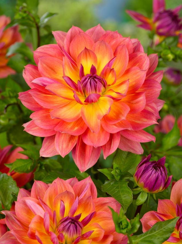 Dahlien Firepot
