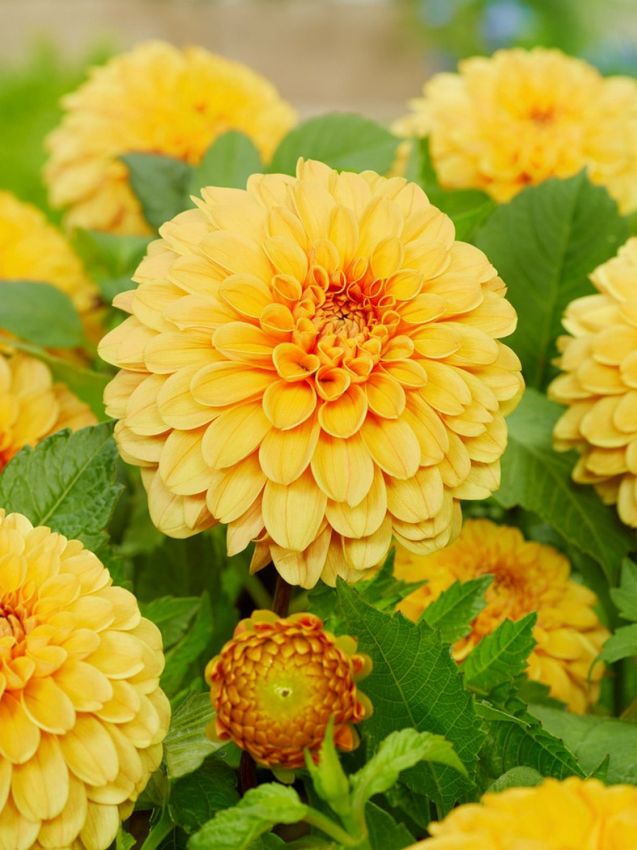 Dahlien Golden scepter