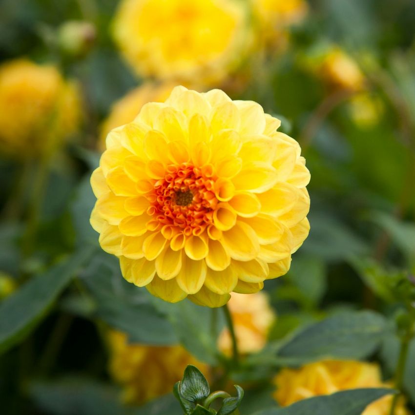Dahlia 'Golden Scepter' - Dahlie
