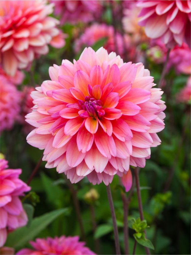 Dahlien Great silence