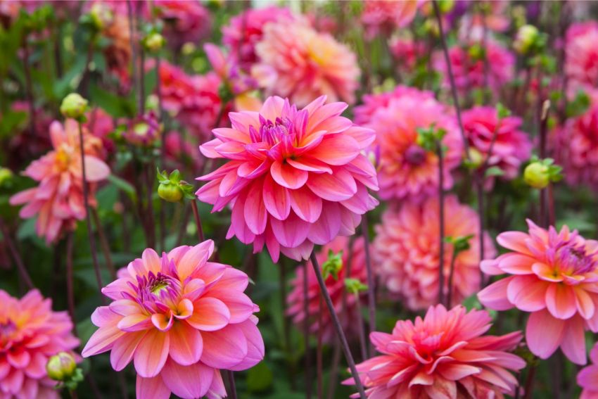 Dahlia 'Great Silence' - Dahlie