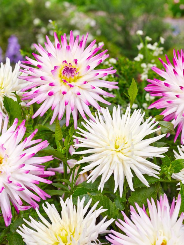 Dahlia 'Playa Blanca' - Dahlie