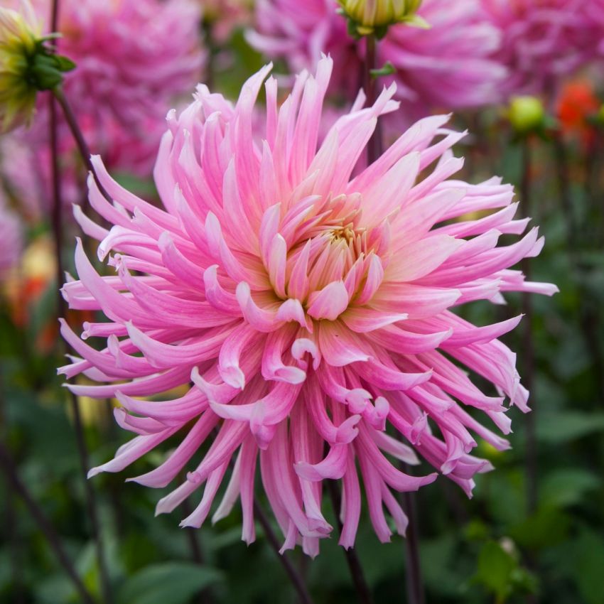 Dahlia 'Hollyhill Cotton Candy' - Dahlie