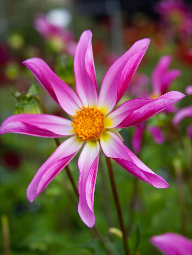 Dahlien Honka pink