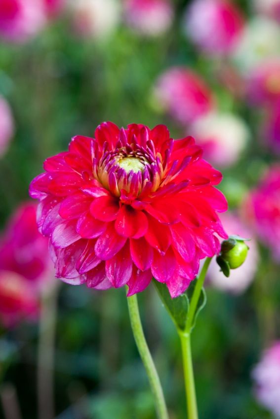 Dahlia 'Hullegie' - Dahlie