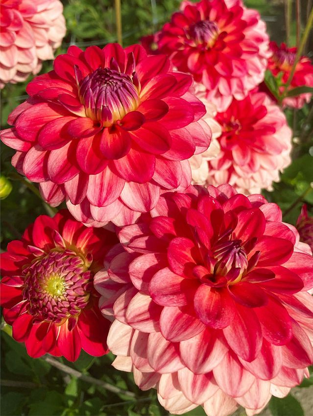 Dahlien Hullegie