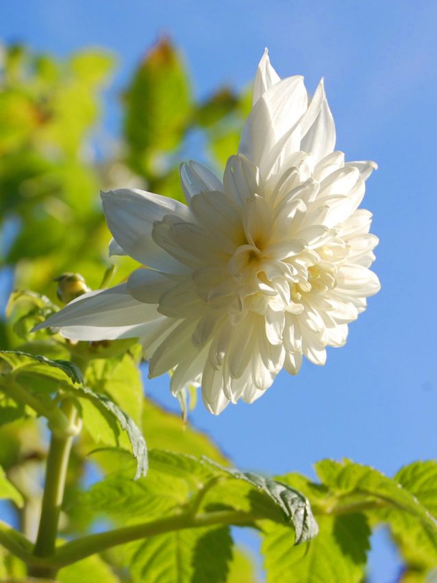 Dahlien Imperialis double white