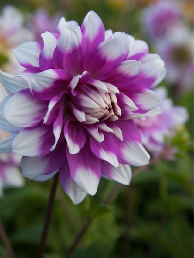 Dahlia 'Jean-Marie' - Dahlie