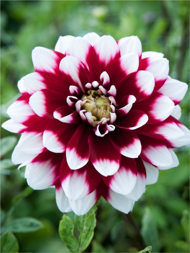 Dahlia 'Jean-Marie' - Dahlie